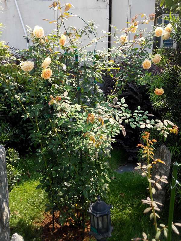 玛格丽特王妃花柱养成记 玛格丽特王妃花柱养成记