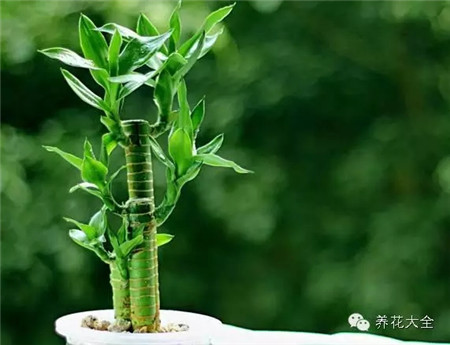 富贵竹 富贵竹
