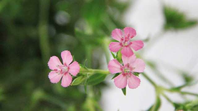 相思梅花语 相思梅花语