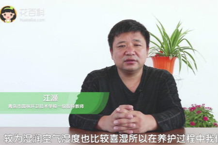 月季 月季