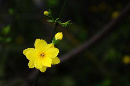迎春花 迎春花