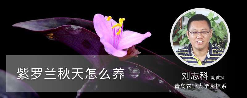 紫罗兰秋天怎么养 紫罗兰秋天怎么养