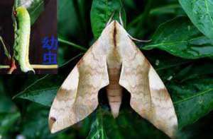 种植大豆怎么防治豆天蛾？
