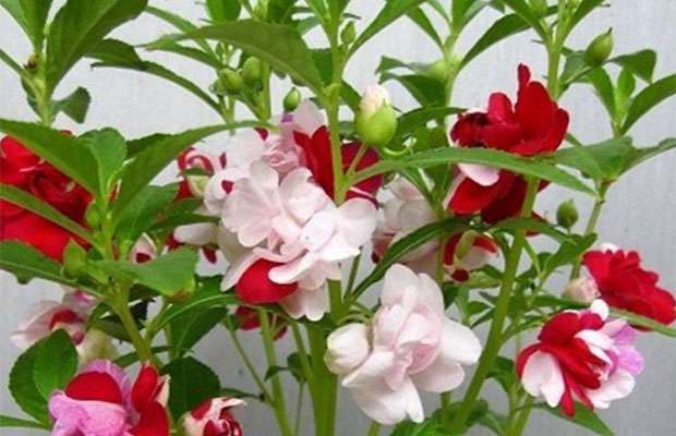 凤仙花8.jpg