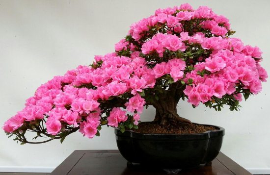 杜鹃花盆景的养护 杜鹃花盆景的养护