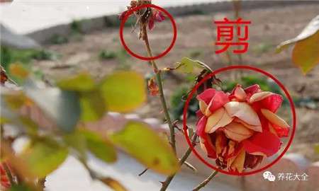 花朵修剪 花朵修剪