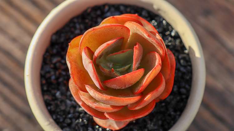 多肉秀妍 Echeveria Sunyan 多肉秀妍 Echeveria Sunyan
