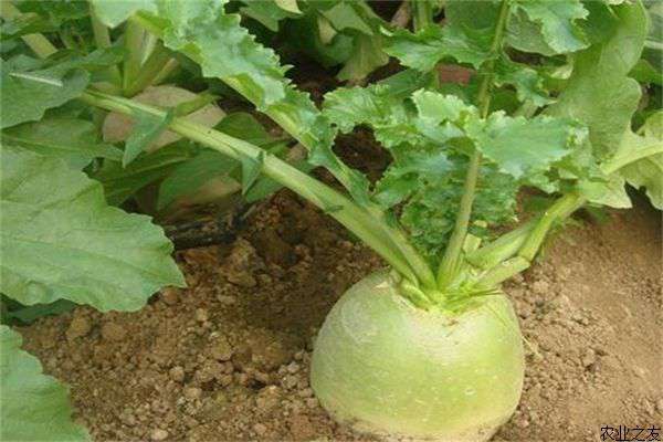 秋季心里美种植技术