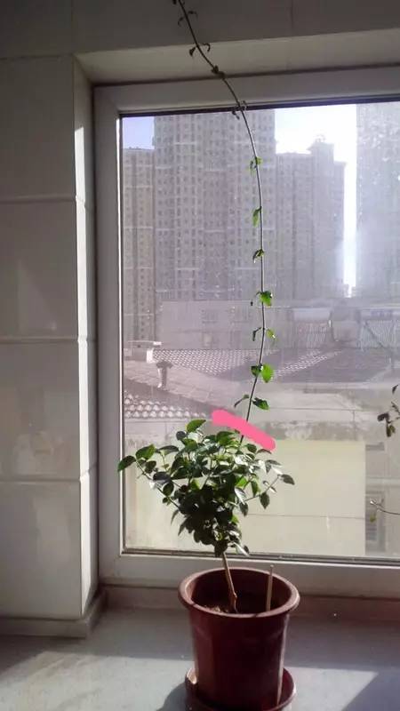 茉莉像她这么养，想开几次开几次！
