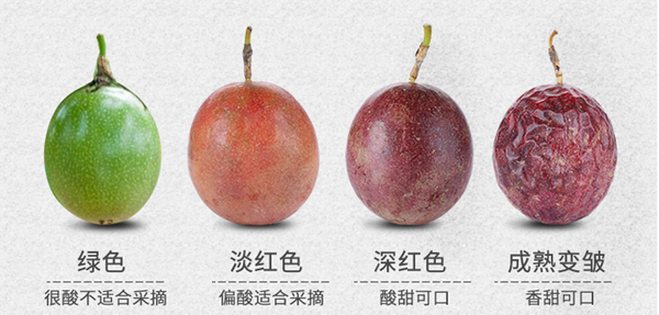 百香果 百香果