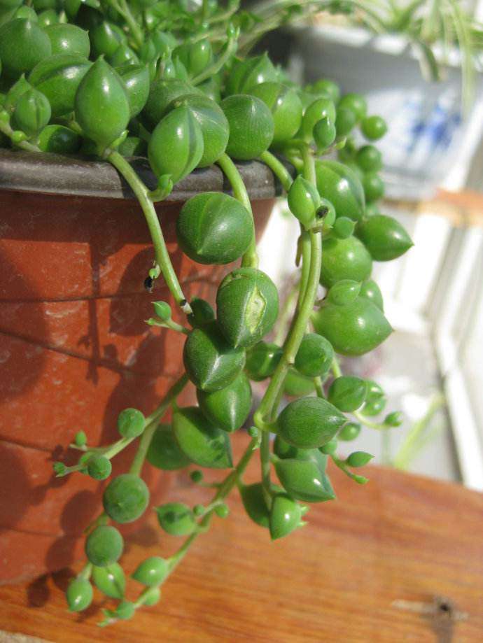 情人泪 Senecio rowleyanus 情人泪 Senecio rowleyanus