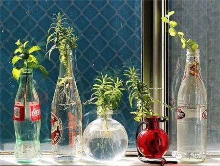 做水培容器 做水培容器