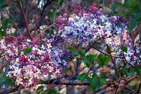 丁香花 丁香花