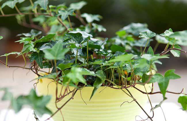 常春藤种子价格及种植方法