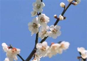梅花锈病的病状和防治