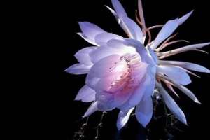 昙花为何只在夜晚一现？可以在白天开放吗？