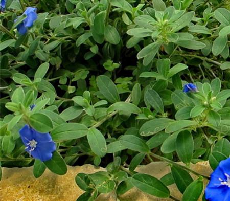 蓝星花播种 蓝星花播种