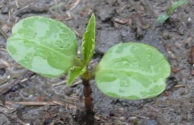 凤仙花的播种繁殖方法
