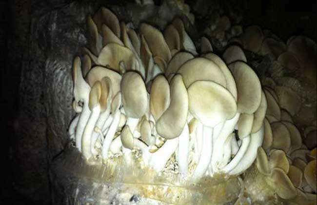 秀珍菇栽培技术