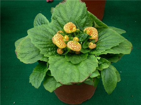 蒲包花 蒲包花