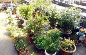 兰州：养花可以怡情 花卉植物俏销