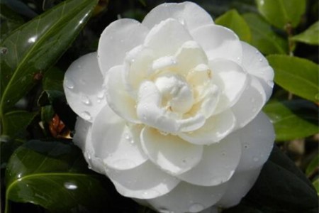 山茶花 山茶花