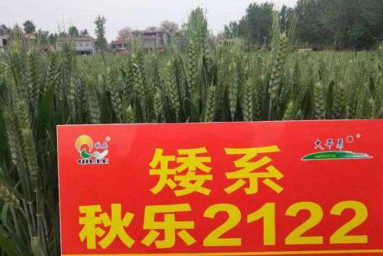 秋乐2122小麦品种怎么样?