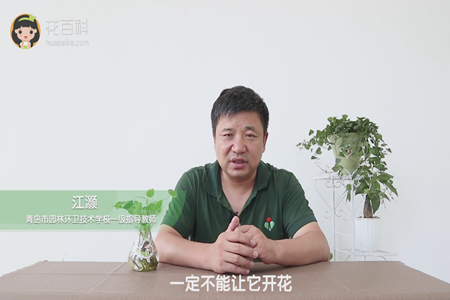 一定不能让它开花 一定不能让它开花