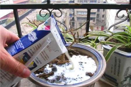纯牛奶浇花 纯牛奶浇花