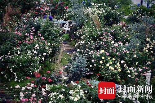 四季玫瑰盛开2.jpg