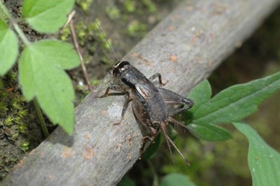 蟋蟀 蟋蟀