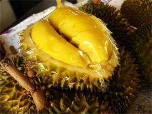 泰国榴莲上棕榈疫霉