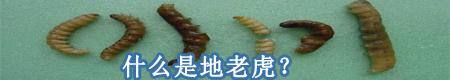 什么是地老虎?