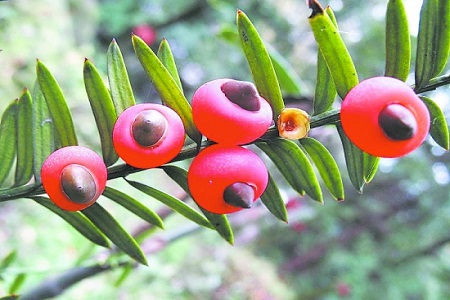 红豆杉 红豆杉