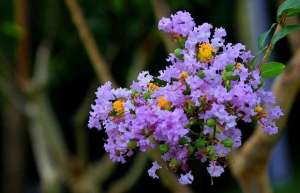 紫薇花室内养殖好不好？