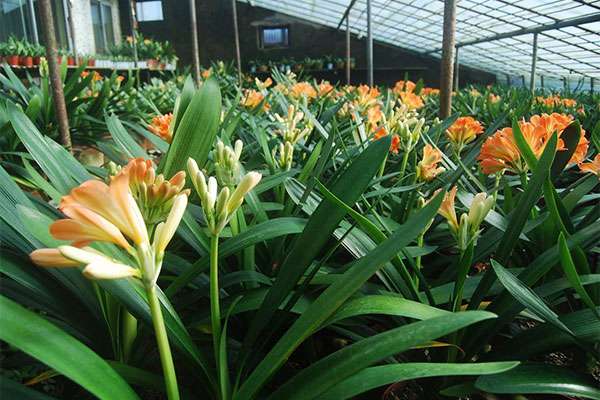 池州市花卉苗木产业发展纪实1.jpg