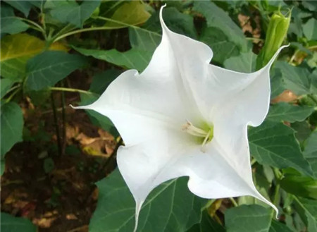 含有莨菪烷类生物碱的植物 含有莨菪烷类生物碱的植物