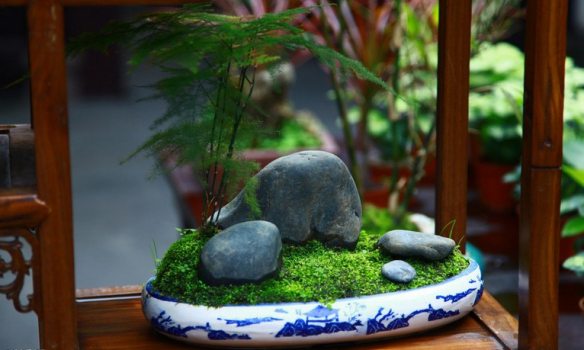 文竹点石铺苔 文竹点石铺苔
