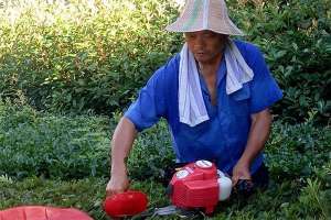 园林绿化养护工 酷暑天里浇花忙