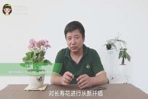长寿花怎么养才开花