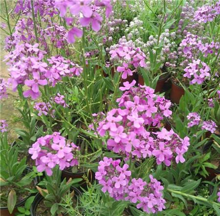 蓝香芥 蓝香芥