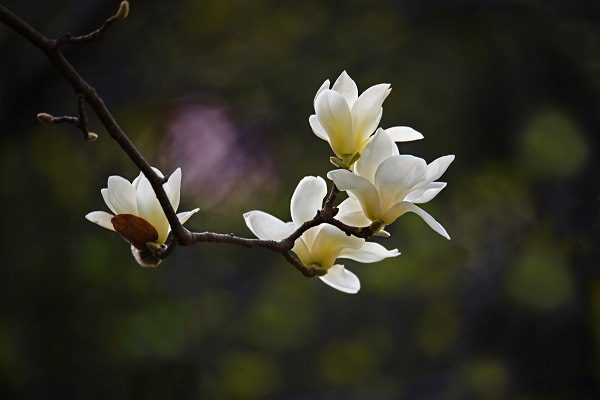 白玉兰开花后怎么办 白玉兰开花后怎么办