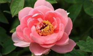 牡丹养植要点