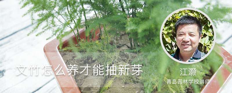 怎样使文竹多萌新发芽，怎么养才粗壮