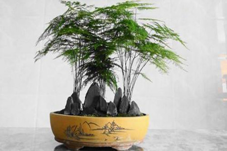 文竹 文竹