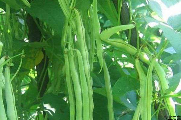 大棚芸豆种植三要点