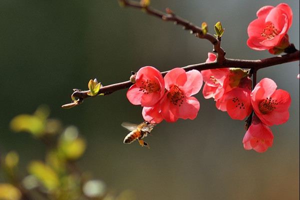 梅花早开花的技巧 梅花早开花的技巧