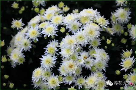 菊花功效 菊花功效