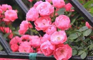 蔷薇花好养吗-