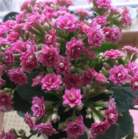 花卉盆栽 花卉盆栽